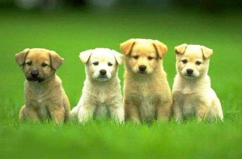 戌狗生是什麼命,屬狗人的命運如何