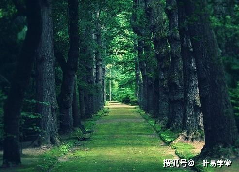 桑拓木命配什麼命好,木命人配什麼命的最好