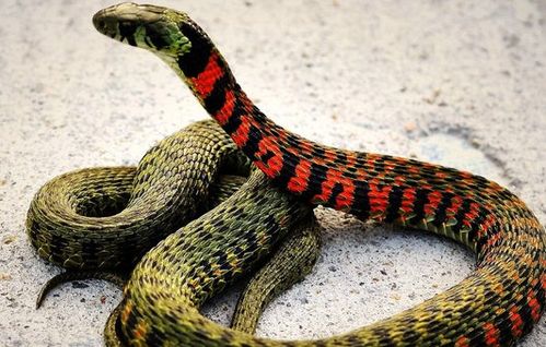 屬蛇的下午出生什麼命,屬蛇人出生日的命運,屬蛇人哪天出生最好