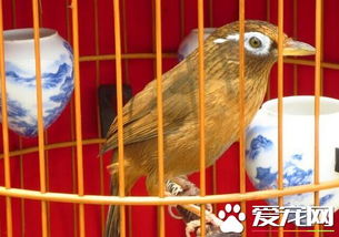 家裡養鳥對風水好不好,養鳥對家居風水有影響嗎