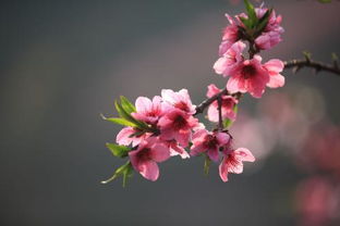 命里兩朵紅艷桃花什麼意思,命中有兩朵紅艷桃花是什麼意思