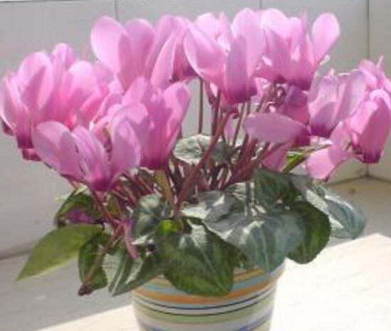 仙客來的風水作用禁忌,仙客來的寓意風水