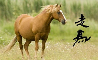 堂內之馬是什麼命,堂里之馬怎麼解釋