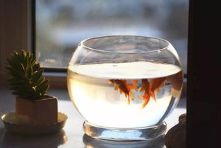 水煮擺放風水禁忌,家裡風水擺設禁忌以及注意事項有哪些?