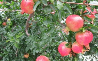 院子里種石榴樹的禁忌,為什麼家裡忌諱種石榴