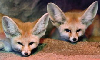 狐狸精女人的特點,狐狸精有哪些特徵?