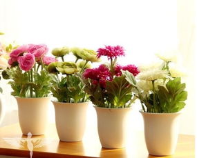 家裡放植物風水禁忌,客廳植物擺放風水宜忌有哪些