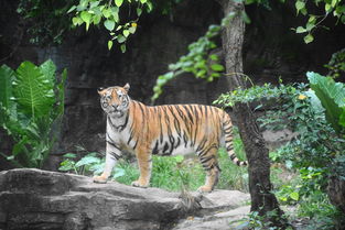 女屬虎婚配最佳屬相,女虎配什麼生肖最好