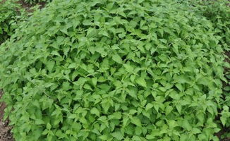 日本延命草是治療什麼病的,哪些中草葯真的可以延年益壽呢