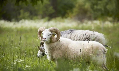 屬羊生個什麼屬相最好,屬相羊配什麼屬相最好