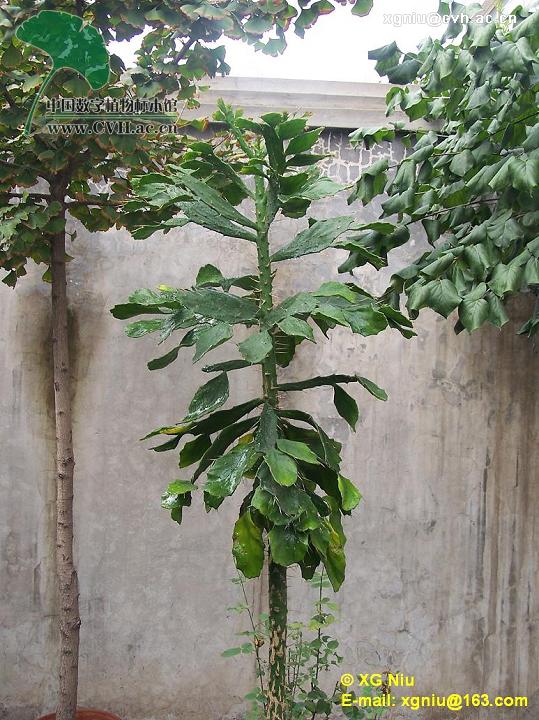 仙人樹的風水禁忌,家裡種的仙人枝比樓高了,在風水上有什麼講究?