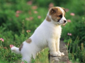 2018屬狗九月什麼命,農歷2018年9月30日,上午11點出生