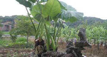 滴水觀音禁忌擺放位置風水圖,滴水觀音放在哪裡好