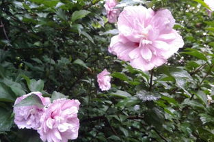 木槿樹在風水上的禁忌,木槿樹種庭院的風水