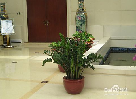 客廳擺放什麼植物最好最招財,客廳放什麼植物招財