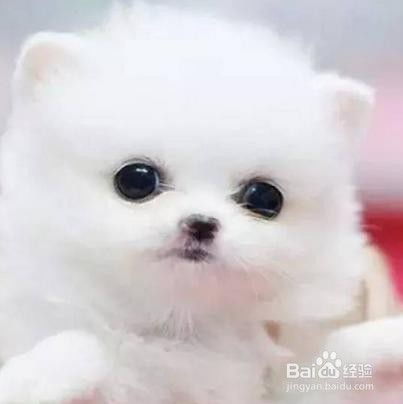 土命人適合養什麼寵物,從命理看什麼人適合養寵物