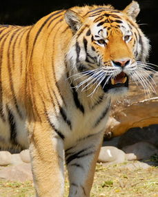 自己輸老虎本命夢見老虎,夢見老虎夢見打老虎代表什麼意思