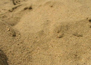 什麼份是沙中土命,沙中土是什麼意思