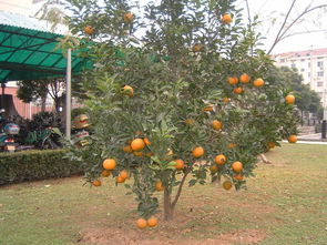 屋後水道風水禁忌,屋後的池塘對風水有什麼影響