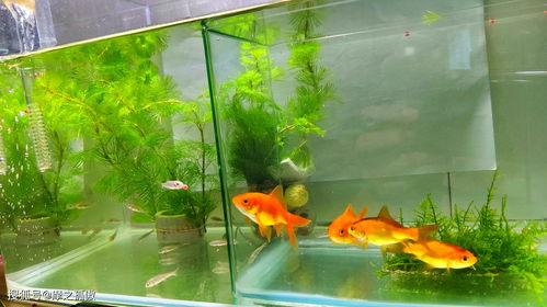 家庭養魚風水有禁忌,家中養魚風水禁忌有什麼?