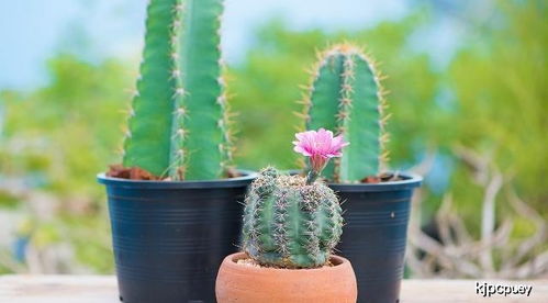 仙人掌放家裡風水禁忌,仙人球的擺放風水要注意些什麼