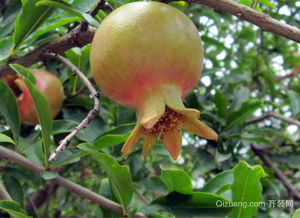 後院石榴樹風水禁忌,院子里種石榴樹的禁忌
