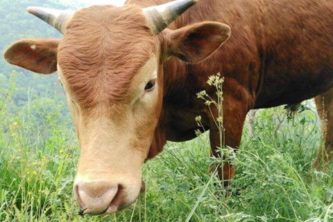 牛本命為啥多災難,牛年是我的本命年,請大師幫我說下,我應該怎樣度過,才能避開災難