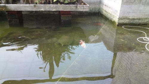 院子挖魚塘風水禁忌,庭院魚池要注意什麼風水