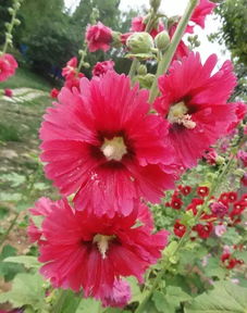 院子里適合種什麼花,庭院里一般適宜種植哪些花卉