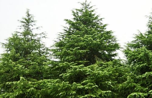 松柏象徵什麼,松柏代表什麼象徵意義?