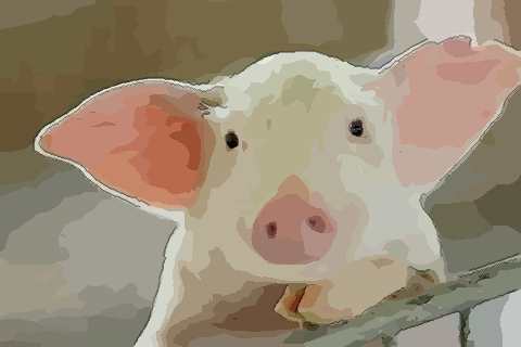 屬豬找個啥屬相最好,屬豬的適合找個什麼屬相結婚