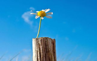 餓火命適合種什麼植物,爐中火適合養什麼植物