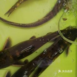 甲壯是什麼意思,甲壯腺是什麼