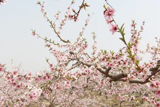 什麼樣的人叫命帶桃花命,什麼樣的人天生桃花命?