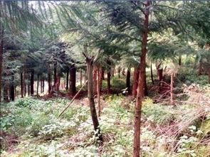 風水布局看陰宅的方法,陰宅風水的布局有什麼講究呢?