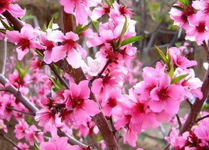 風水桃花局布局多久有效,怎樣通過風水布局旺桃花