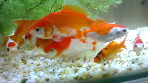 2022本命養什麼魚好一點,家裡養什麼風水魚好盤點五種常見的風水魚