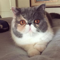 貓咪智商排名前十,貓的智商排名是怎樣的?