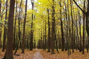 大林木命的人適合去什麼方,大林木命配什麼命