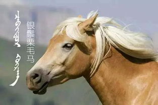 屬馬65出生是什麼命,屬馬的人是什麼命運