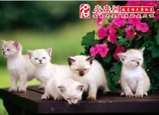 本命夢見貓生很多小貓,夢見貓生小貓是什麼預兆