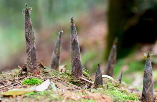 雨後春筍的意思,雨後春筍的意思