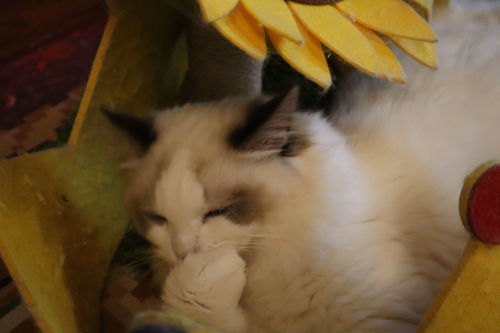 貓與主人緣分盡了就會死嗎,貓臨死前會跟人告別嗎?