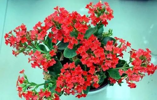 命局喜火的人養什麼花,火賀花怎麼養