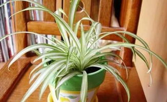 吊蘭風水擺放禁忌,吊蘭風水有什麼禁忌?