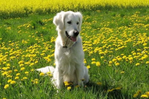 二十歲屬狗什麼命,屬狗的什麼命