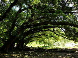 窗前有樹風水禁忌,窗戶外面有樹風水好嗎