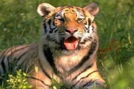 86的虎適合什麼屬相,1986年屬虎和什麼屬相最配