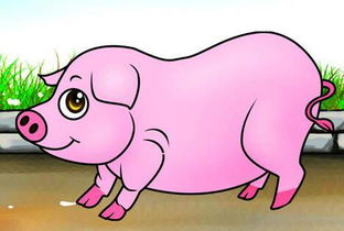 屬豬火命的人缺什麼顏色,屬豬的幸運色是什麼顏色