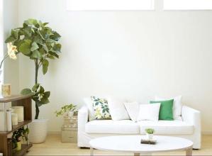 四季桂花風水擺放禁忌,四季桂花在室內養殖注意什麼?